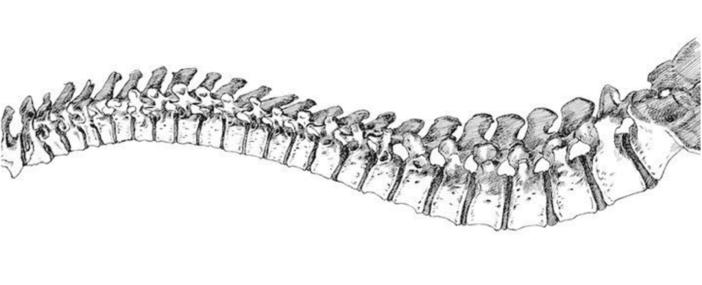 carico colonna vertebrale