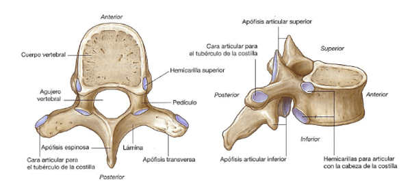 vertebre toraciche 
carico colonna vertebrale
