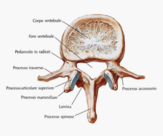 vertebra lombare
carico colonna vertebrale
