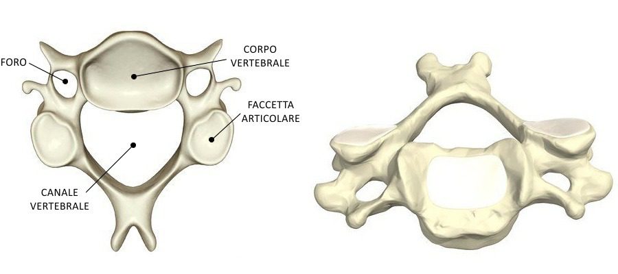 vertebre cervicali
carico colonna vertebrale